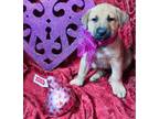 Adopt Petey #snuggly-6 a Yellow Labrador Retriever, Black Mouth Cur