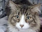 Adopt Roy a Domestic Medium Hair