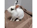 Adopt Zoel a Bunny Rabbit