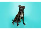 Adopt Miles a Boxer