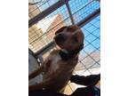 Adopt Lucky a Coonhound, Basset Hound