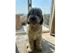 Adopt Archie a Aussiedoodle