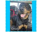 Adopt Grizzly a Rottweiler