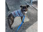 Adopt Wiggly a Mountain Cur, Boxer