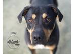 Adopt Ozzy a Rottweiler, Mixed Breed