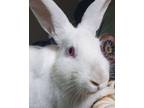 Adopt Lammas a Bunny Rabbit