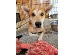 Adopt Bingo a Australian Cattle Dog / Blue Heeler, German Shepherd Dog