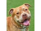 Adopt Fred Flinstone a Pit Bull Terrier, Mixed Breed