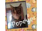 Adopt Popeye a Tabby