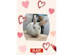 Adopt Glaze a Bunny Rabbit