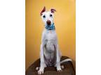 Adopt Kevin a Mixed Breed, Whippet