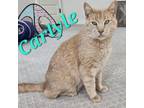 Adopt Carlyle a Domestic Short Hair