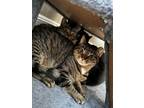 Adopt Shrek & Fiona - bonded siblings a Domestic Short Hair