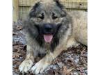 Adopt Yukon a Caucasian Sheepdog / Caucasian Ovtcharka