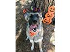 Adopt Myers a German Shepherd Dog, Anatolian Shepherd