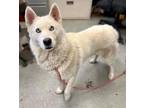 Adopt Ryder a Husky