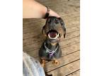 Adopt Alfalfa - a goofy teen Dobie a Doberman Pinscher