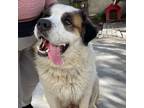 Adopt Wesley a Saint Bernard