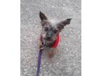 Adopt Duke a Yorkshire Terrier