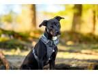 Adopt Cooper a Labrador Retriever, Catahoula Leopard Dog