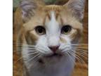 Adopt Charlie a Domestic Short Hair