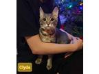 Adopt Clyde a Domestic Short Hair