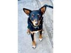 Adopt Nelson aka King a Australian Kelpie, Australian Cattle Dog / Blue Heeler