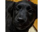 Adopt MBBC-mb2 shadow a Black Labrador Retriever, Pit Bull Terrier