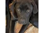 Adopt MBBC-Stray-mb3-Gronk_3 a Black Labrador Retriever, Pit Bull Terrier