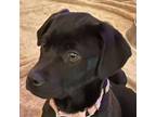 Adopt MBBC-Stray-mb3-JJ_4 a Black Labrador Retriever, Pit Bull Terrier