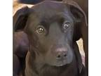 Adopt MBBC-Stray-mb3-Montana a Black Labrador Retriever, Pit Bull Terrier