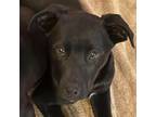 Adopt MBBC-REMY a Black Labrador Retriever, Pit Bull Terrier