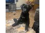 Adopt MBBC-Stray-mb3-Midnight a Black Labrador Retriever, Pit Bull Terrier