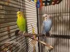 Adopt Green Bean and Blueberry a Parakeet (Other)