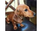 Dachshund Puppy for sale in Greeneville, TN, USA