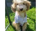 Maltipoo Puppy for sale in Stanwood, WA, USA