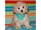 Havanese Puppy for sale in Lyons, NE, USA