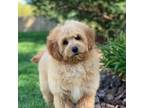 Goldendoodle Puppy for sale in Winton, CA, USA