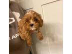 Cavapoo Puppy for sale in Woodbury, MN, USA