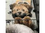 Shih Tzu Puppy for sale in Colorado Springs, CO, USA