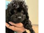 Cavapoo Puppy for sale in Orange Grove, TX, USA