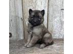 Mutt Puppy for sale in Kingston, MO, USA