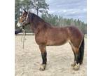 Shire cross mare