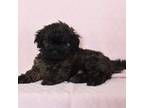 Shih-Poo Puppy for sale in Fredericksburg, OH, USA