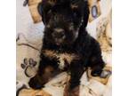 Mutt Puppy for sale in Salem, OR, USA