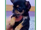 Chihuahua Puppy for sale in Gaithersburg, MD, USA