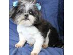 Shih Tzu Puppy for sale in Clarkson, KY, USA