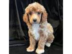 Mutt Puppy for sale in Monroe, NC, USA