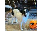 Papillon Puppy for sale in Brumley, MO, USA