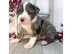 Alapaha Blue Blood Bulldog Puppy for sale in Venice, FL, USA